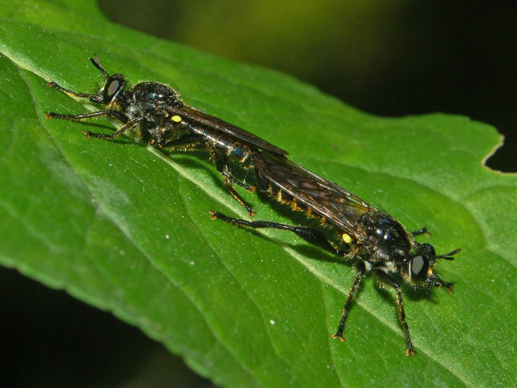 Asilidae in amore e non